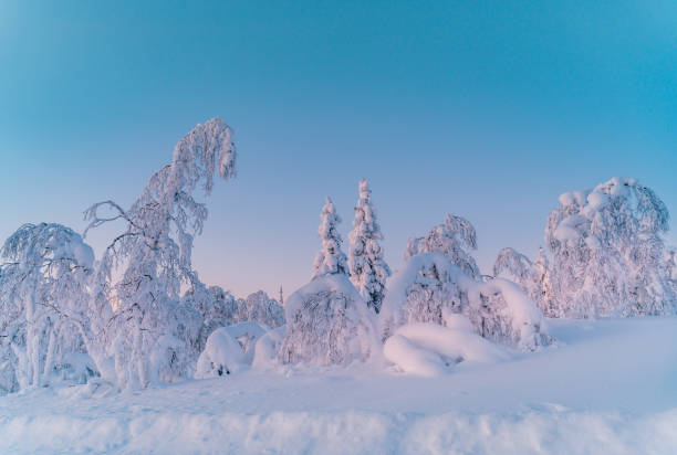 istock Sunset over frozen trees on a mountain in  Lapland 1305826848