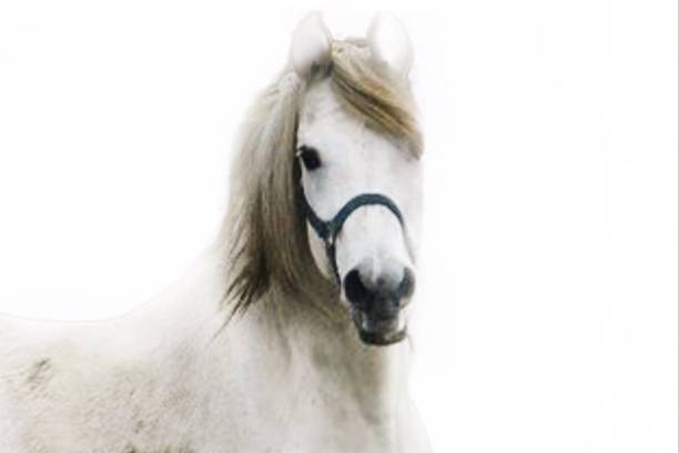 istock Horse portrait 1305827965