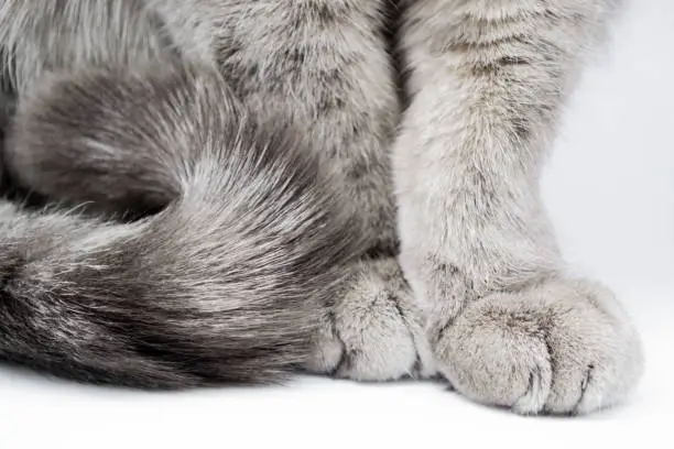 Close-up of the body of a gray furry tabby cat-paws with claws and tail on a white background.
