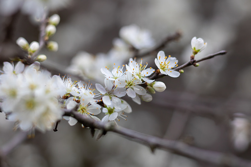 Close up of plum blossoms (Prunus spinosa) in spring