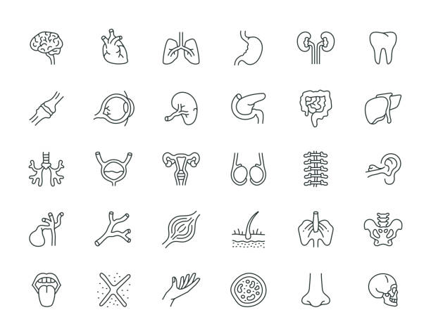 ilustraciones, imágenes clip art, dibujos animados e iconos de stock de órganos humanos delgada línea icono set serie - cáncer tumor ilustraciones