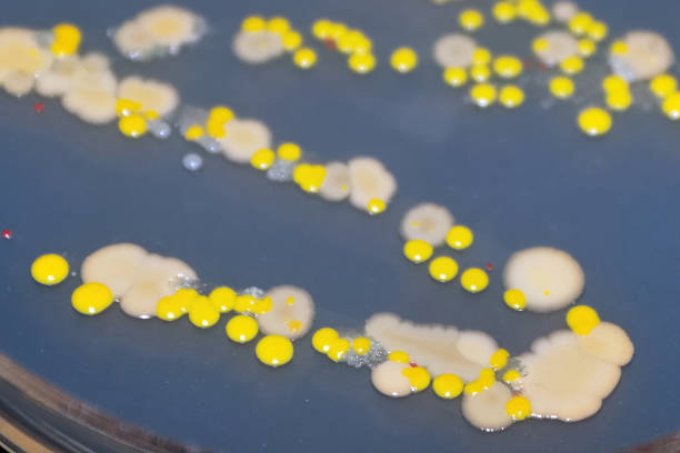 박테리아와 제빵사 효모 식민지의 매크로 보기 - bakers yeast 뉴스 사진 이미지