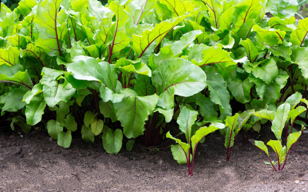 hoja de remolacha.  crecen hojas jóvenes verdes de remolacha - beet green fotografías e imágenes de stock