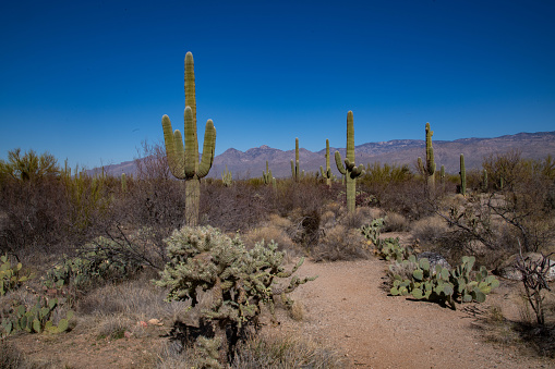 Saguaro cactus and cholla cactus in Arizona desert at sunset at Saguaro National Park USA. This park is located near Tucson, Arizona. This giant cactus is the universal symbol of the American west. These majestic plants are found only in a small portion of the US. The part is in two parts. One on east side of Tucson and one on the west side.