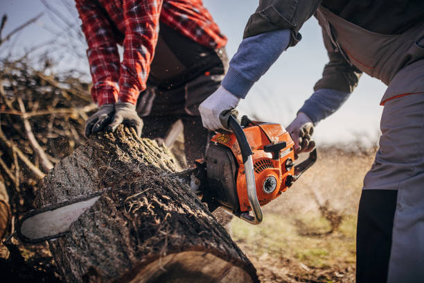 homem com motosserra cortando madeira - arboriculturist - fotografias e filmes do acervo