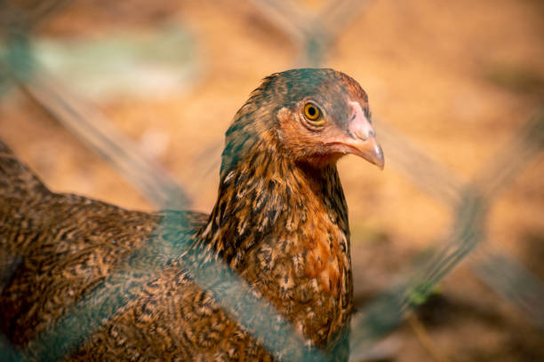 Jungle fowl hen looking at the camera through the net, free-range farm animals concept close up photograph. Jungle fowl hen looking at the camera through the net, free-range farm animals concept close up photograph. male red junglefowl gallus gallus stock pictures, royalty-free photos & images