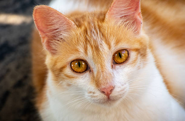 Ceylon Cat Stock Photos Pictures Royalty Free Images iStock Ceylon Cat Stock Photos Pictures Royalty Free Images iStock
