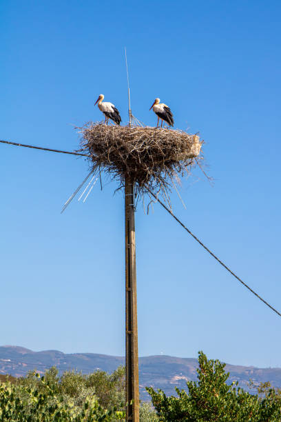 Stork nest on electricity pylon with two young storks over clear blue sky