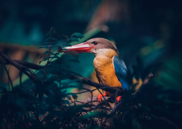 storch billed könig fischer thront auf buschzweig, entspannt und wachsam bewusstsein zur gleichen zeit. nahaufnahme vogelportraiture. - animals hunting kingfisher animal bird stock-fotos und bilder