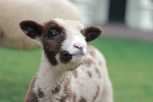Brown Spotted Baby Sheep on a Farm