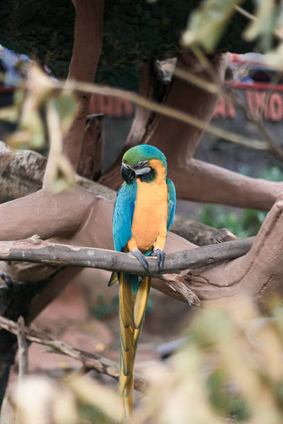 ein blauer gold ara kakadu papagei vogel picking seine eigene feder - gelbbrustara stock-fotos und bilder