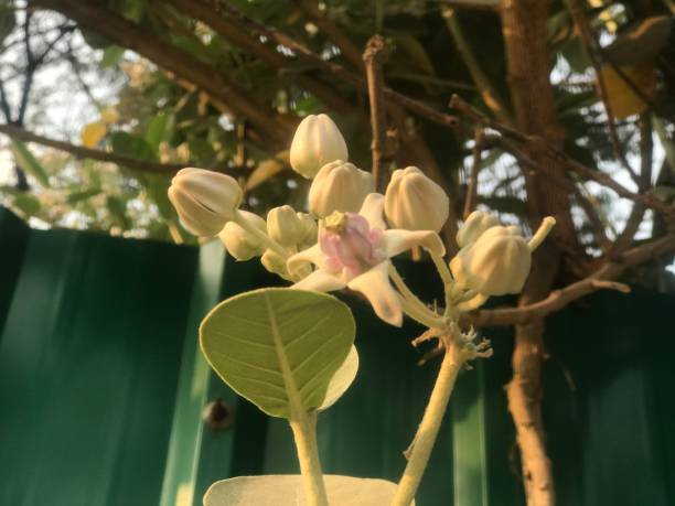 istock Giant milkweed or crown flower indian madar 1305836508