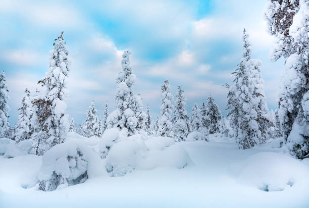 istock Spruce Tree Forest Covered by Snow in Winter Landscape 1305836940