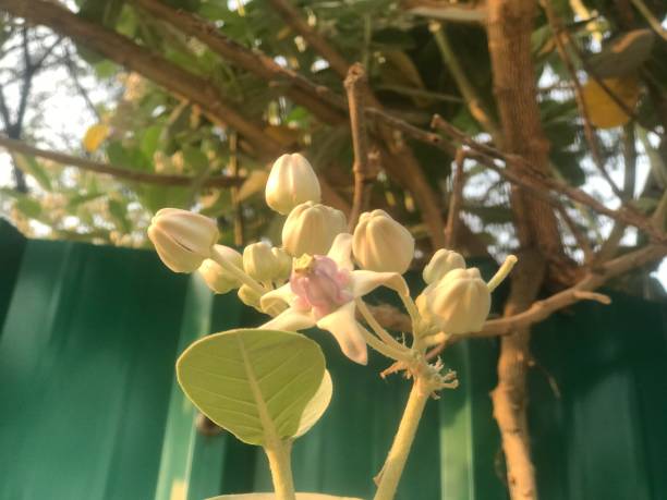 istock Giant milkweed or crown flower indian madar 1305836948