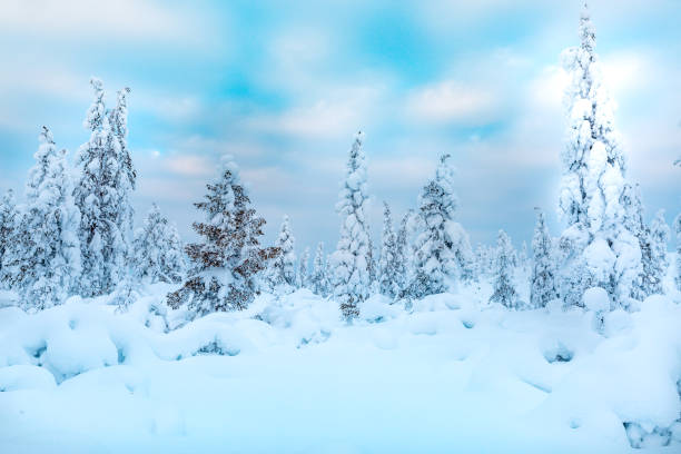 istock Spruce Tree Forest Covered by Snow in Winter Landscape 1305837037