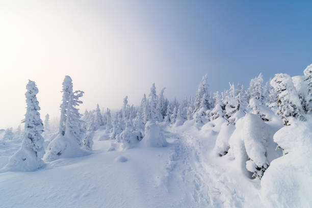 ホッグの後ろの山の�頂上に雪が覆われた木 - gaspe peninsula ストックフォトと画像