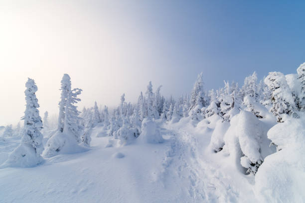 호그 의 뒤 산 정상에 눈 덮인 나무 - clear sky ski footpath snow 뉴스 사진 이미지