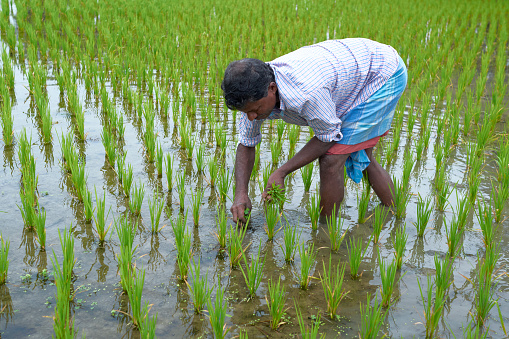 Bakkhali, West Bengal, 01-25-2021: A rural person (Indian peasant) pulling out plant weeds from a flooded paddy cultivation field. He is standing in knee deep water in midst of the field.