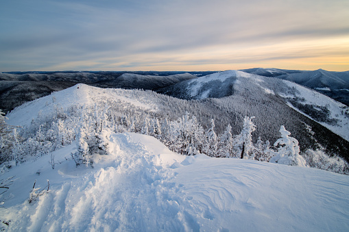 Larch forest on the snow hill and blue sky in Biei