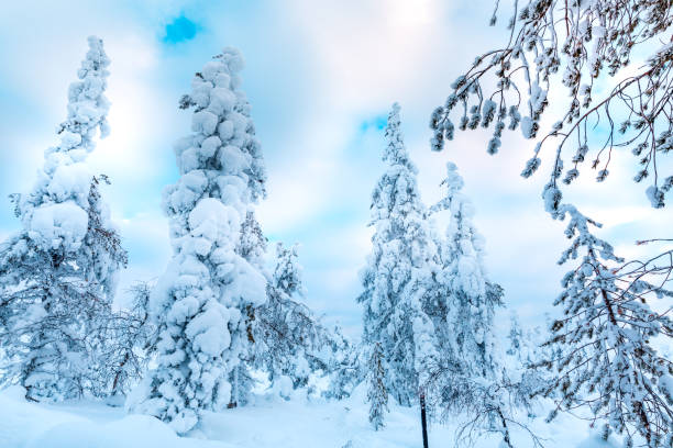 istock Spruce Tree Forest Covered by Snow in Winter Landscape 1305837248