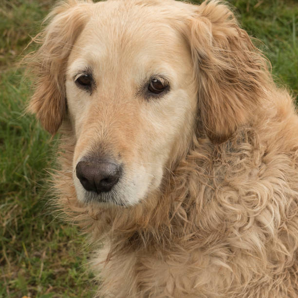 istock Portrait of pet 1305837291