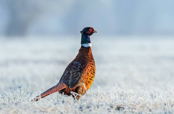 istock Wild male pheasant in a frost covered field 1305838035
