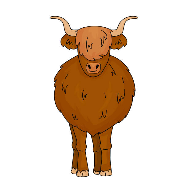 ilustrações, clipart, desenhos animados e ícones de desenho animado vetor esboço ilustração de doodle grande bull scottish vaca mãe de vaca. animal isolado fica no chão em fundo branco. vista frontal com chifres. - calf cow mother animal