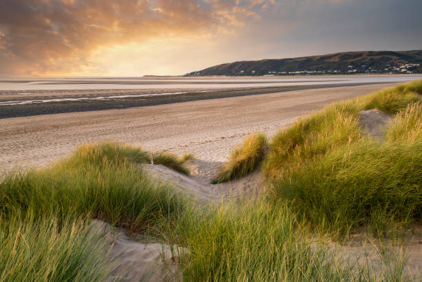 istock Summer evening landscape view over grassy sand dunes on beach 1305841758
