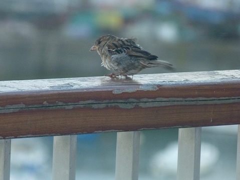 a young sparrow takes shelter from the rain on a balcony railing