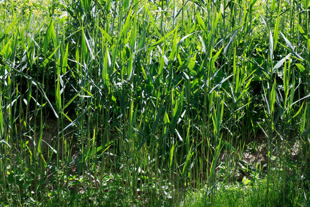 istock Reeds grow on wet land 1305842060