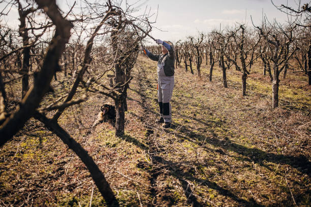 One man, senior farmer pruning fruit trees in his orchard in winter.