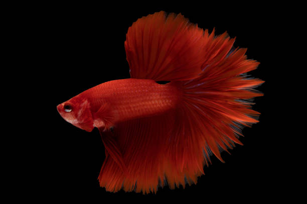 istock Red betta fish moving moment beautiful fancy halfmoon betta, fighting fish, siam betta fish on black background. 1305842911