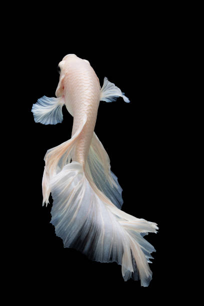 istock White betta fish moving moment beautiful fancy halfmoon betta, fighting fish, siam betta fish on black background. 1305842955