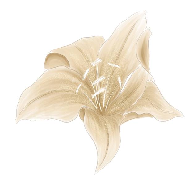 istock Opened Flower of the golden lily 1305843373