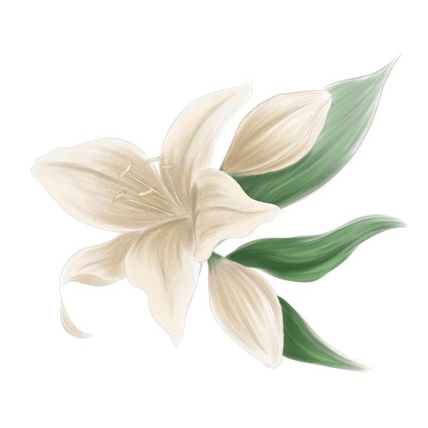 istock The set of flower and buds of lilies 1305843387