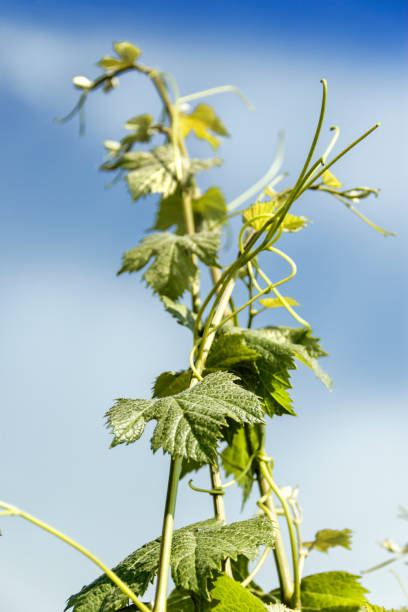 Malbec sprouting in spring. Mendoza Argentina.