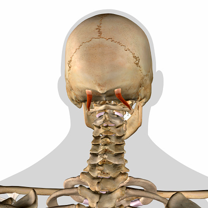 Male Obliquus Capitis Superior neck muscles isolated on the cervical spine vertebrae and human skull on a white background.  3D rendering.
