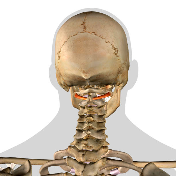 istock Male Obliquus Capitis Inferior Neck Muscle Isolated on Skeletal System 1305845326