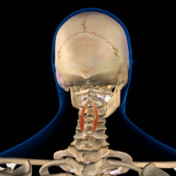 muscle mâle de cou de spinalis cervicis isolé sur le système squelettique - cervicis photos et images de collection