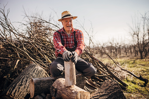 One man, senior lumberjack sitting on pile of wood after cutting them.