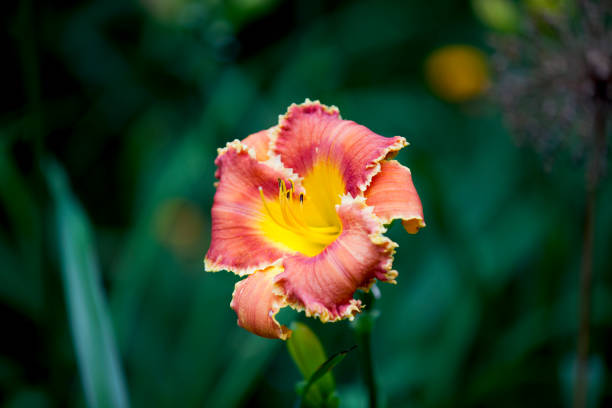 istock Image of budding and blooming flowers from across Ontario, Canada. 1305846329
