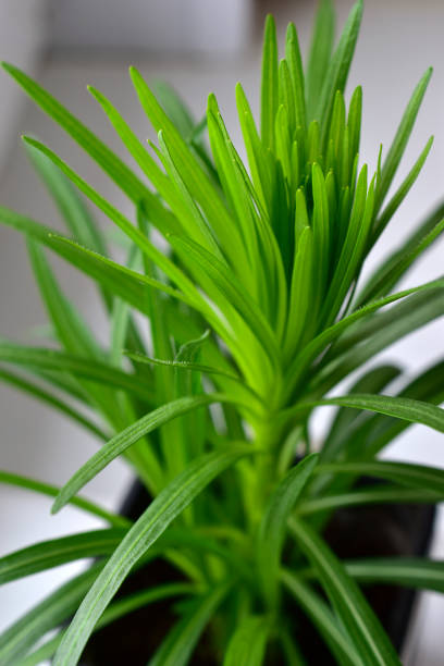 istock Green bush in a pot home seedlings grass 1305847149