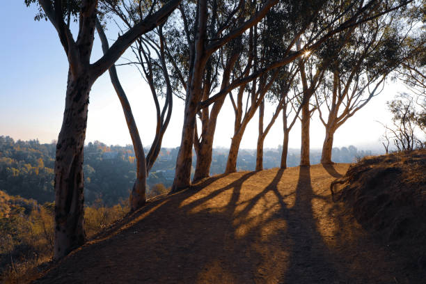 Trees and shadows on an early morning hike
