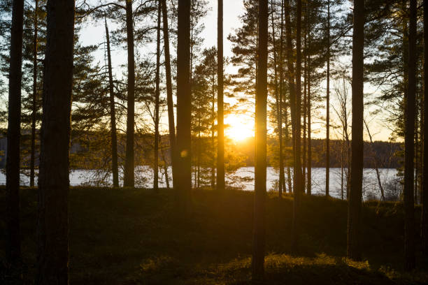 istock Sunset and forest in Sweden 1305848857