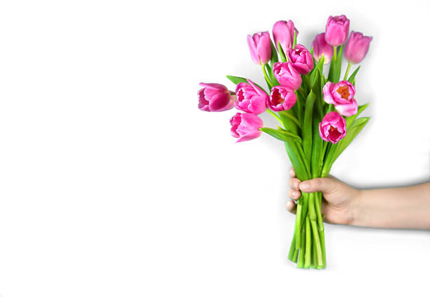 istock Pink tulips flowers in hand on a white background. 1305850051
