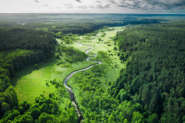 istock Curvy river and green forest at sunrise, aerial view 1305850098