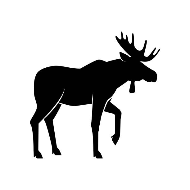 Wild animals. Moose black silhouette on white background Wild animals. Moose black silhouette on white background. Vector illustration wapiti stock illustrations