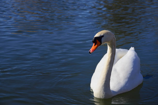 istock A white swan swims in blue water 1305851136