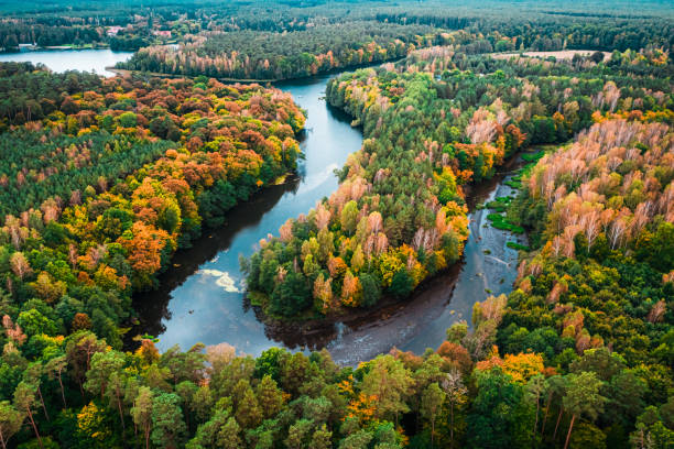 Colorful forest and curvy river in autumn. Aerial view Colorful forest and curvy river in autumn. Aerial view of nature in Poland bory tucholskie stock pictures, royalty-free photos & images