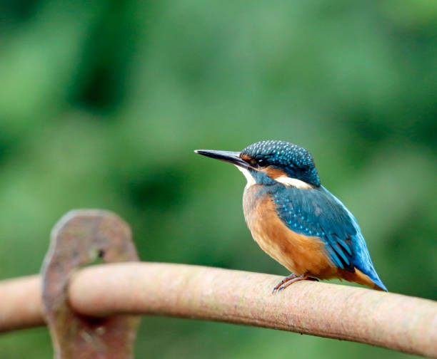 istock Juvenile kingfisher on rusty lakeside railings 1305851624